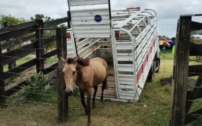 Operações de captura de animais são realizadas nas BRs 324 e 116