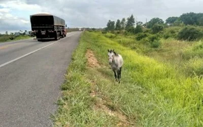 Soltar animais em via pública é crime
