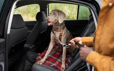 Saiba cuidados necessários para viajar com animais de carro durante o São João 